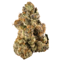 Gelato