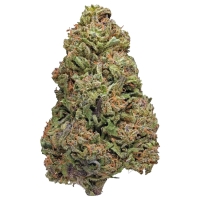 Purple Dragon