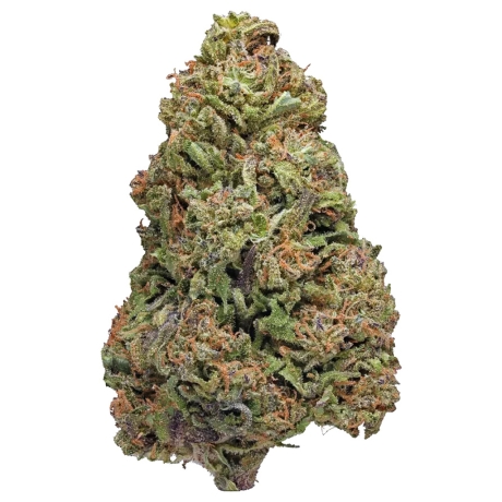 Purple Dragon