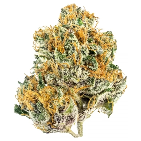 Tropicana Punch